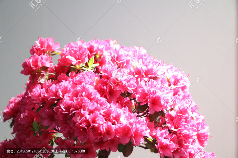 杜鹃花