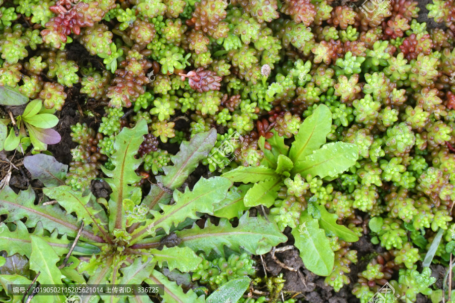 野生肉肉植物素材