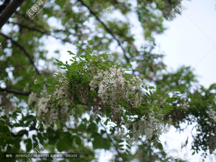 槐花