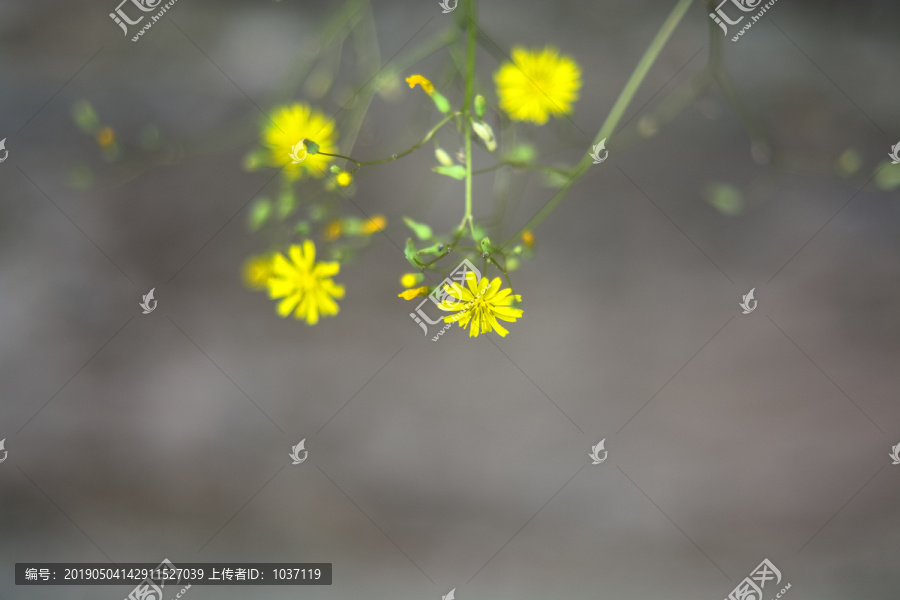 小菊花背景素材