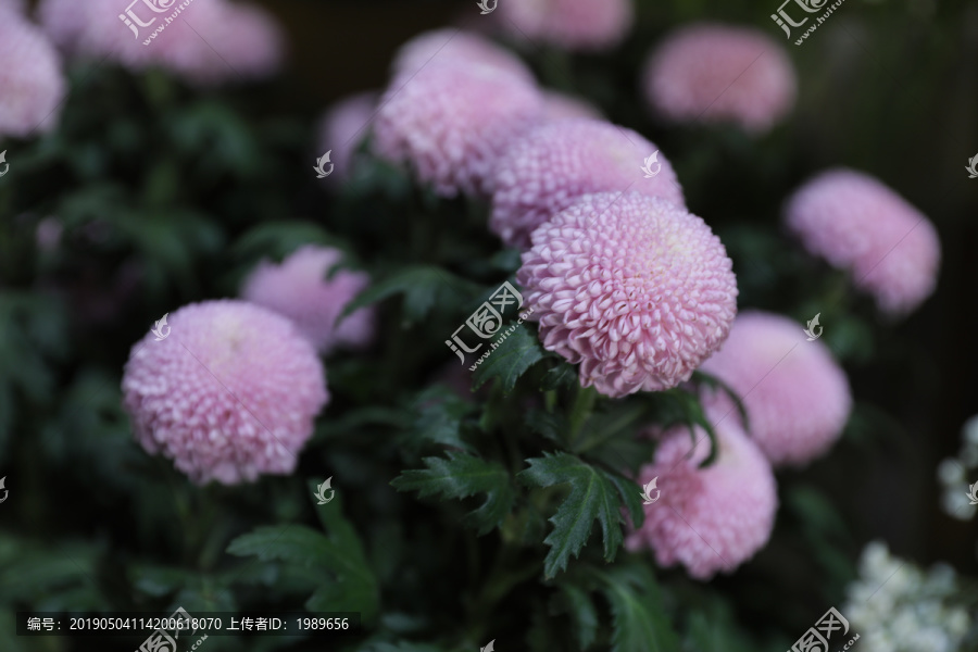 粉球花