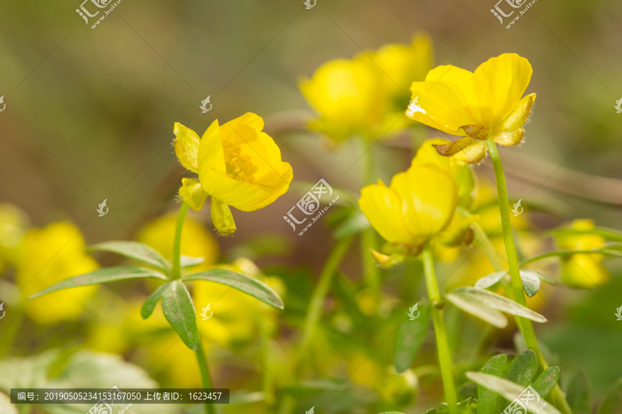 盛开的金黄色野花匍枝毛茛