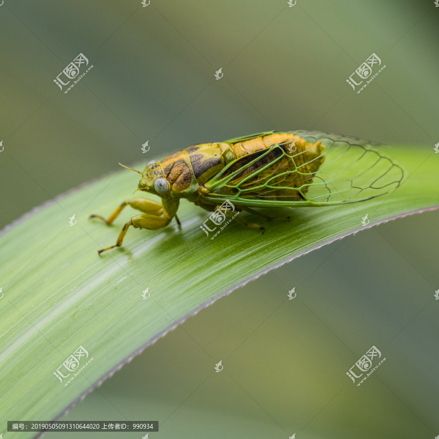 昆虫素材