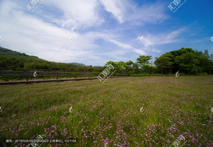 遍地野花