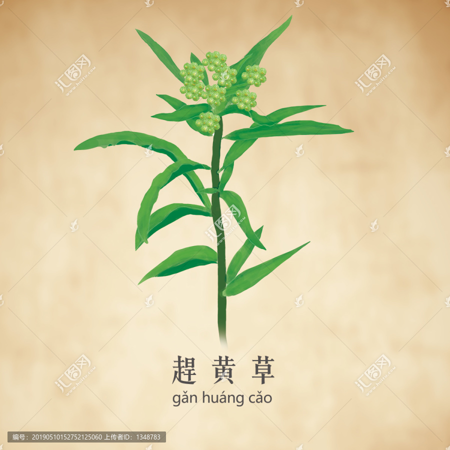 赶黄草