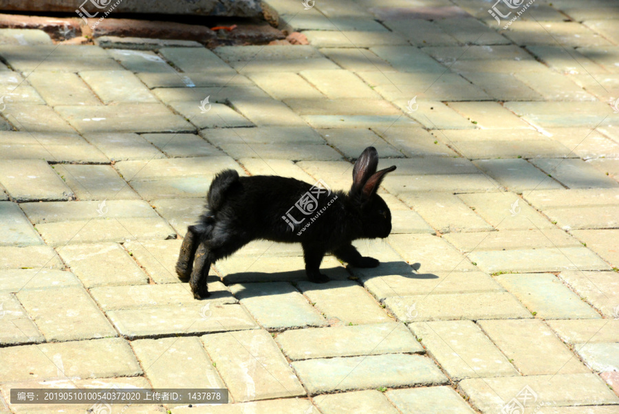 奔跑的小黑兔