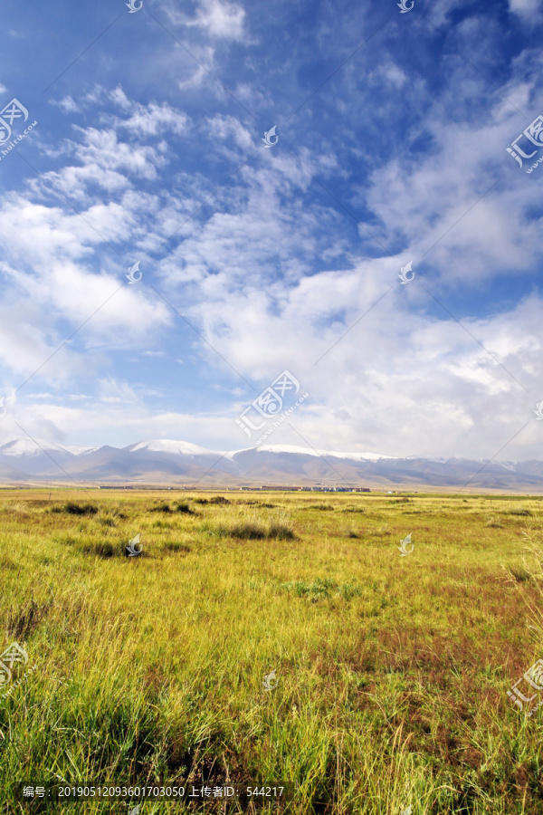 青海留念油菜花田园美景