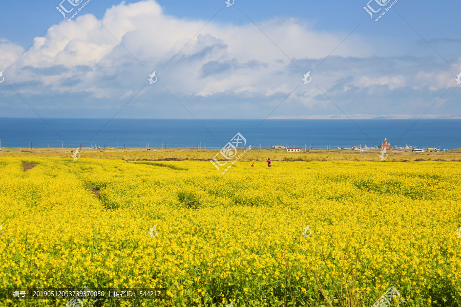 青海留念油菜花田园美景