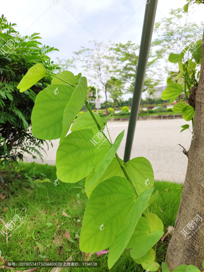 绿花羊蹄甲