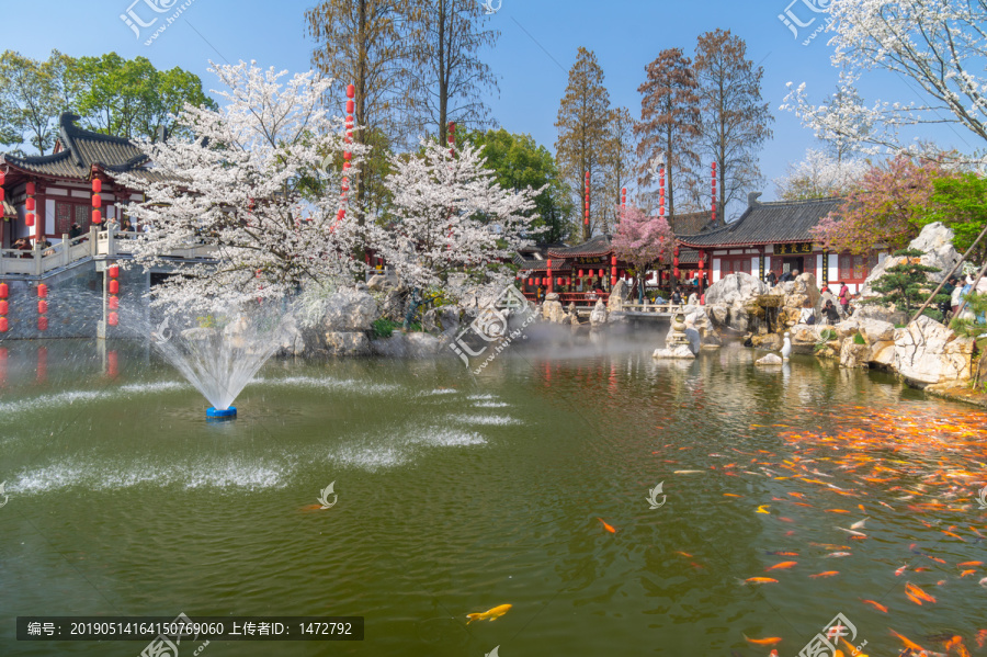 武汉东湖樱花园春季风光