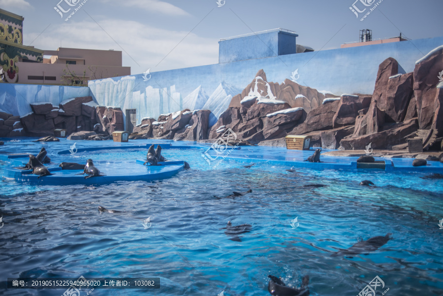 水族馆的海豹们游泳玩耍