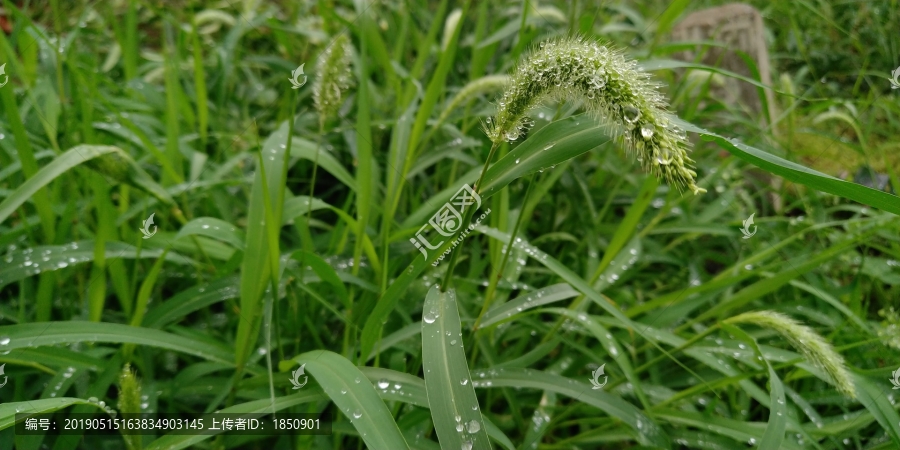 狗尾巴草