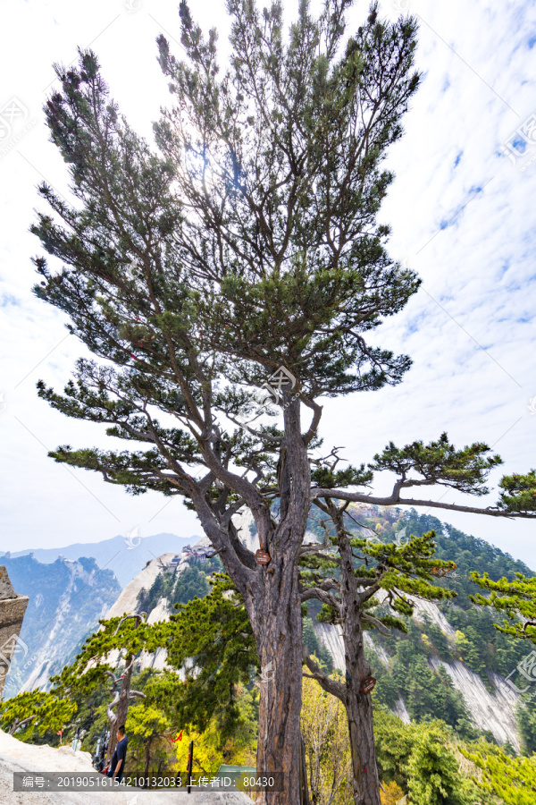 华山松树