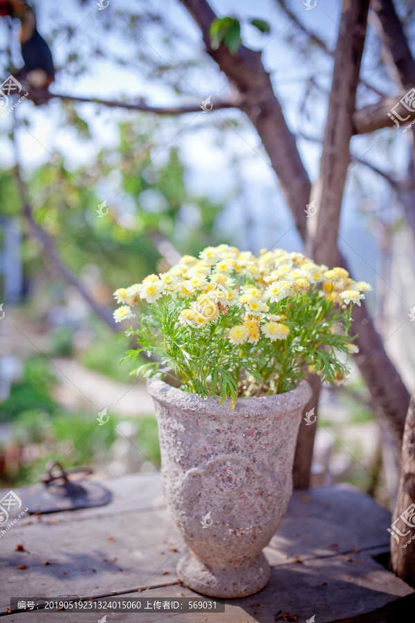 雏菊