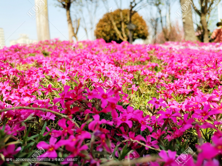 紫色花海