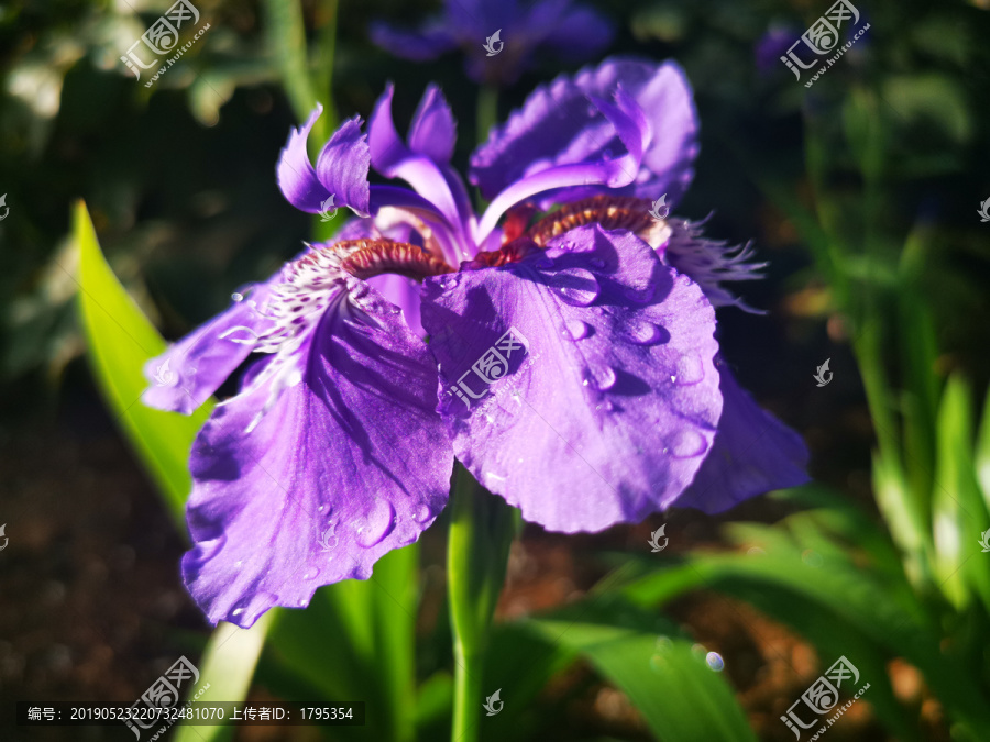 鸢尾花