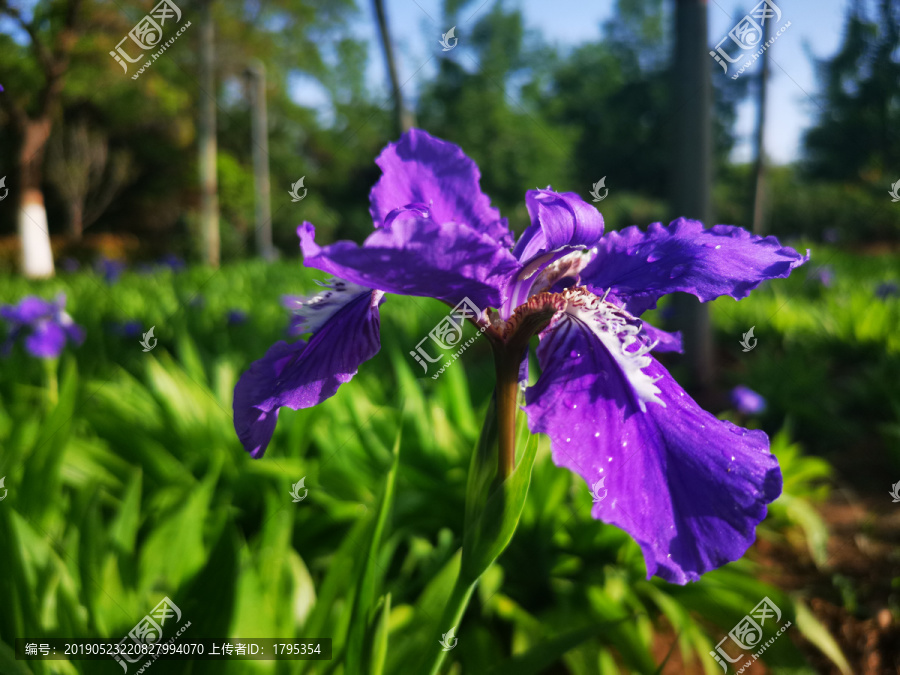 鸢尾花