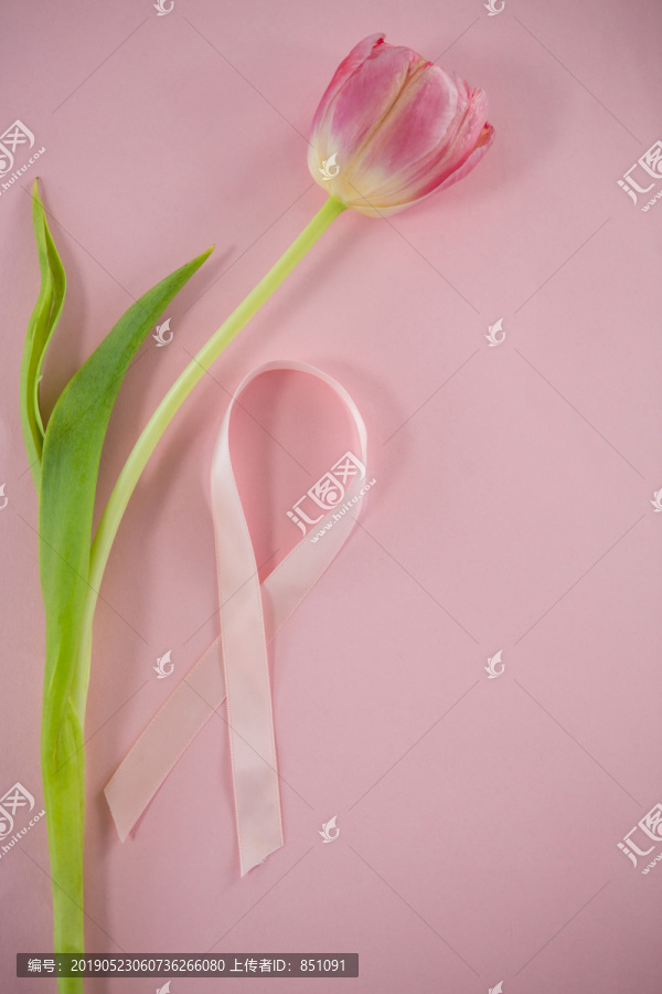 粉红丝带和郁金香
