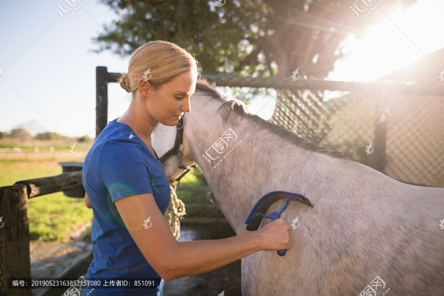 骑师在马厩里用刮汗器清洁马