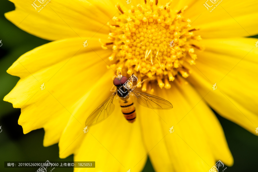 黄色的金鸡菊花上的食蚜蝇特写