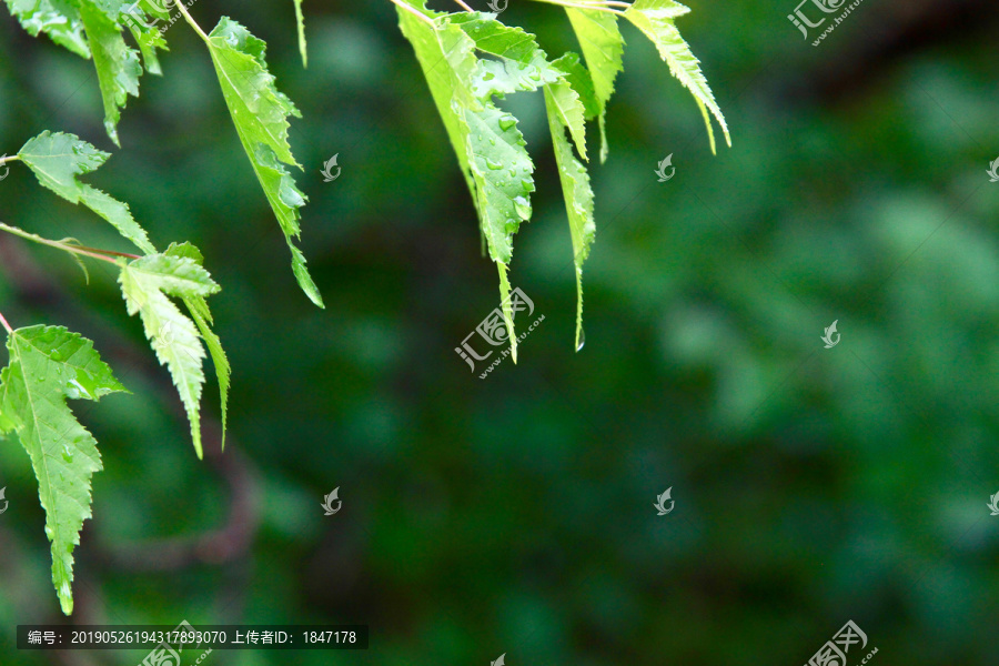 树叶背景