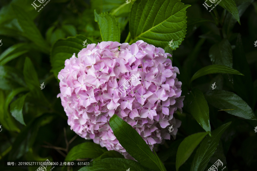 粉色绣球花朵