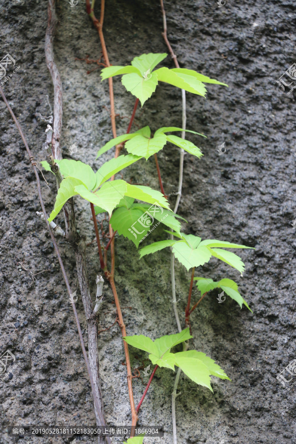 雨后爬山虎绿叶