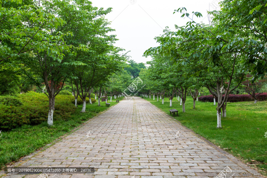 常州春秋淹城遗址公园樱花大道