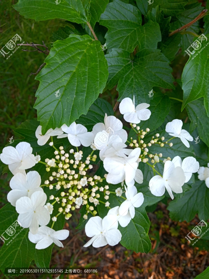 欧洲雪球花