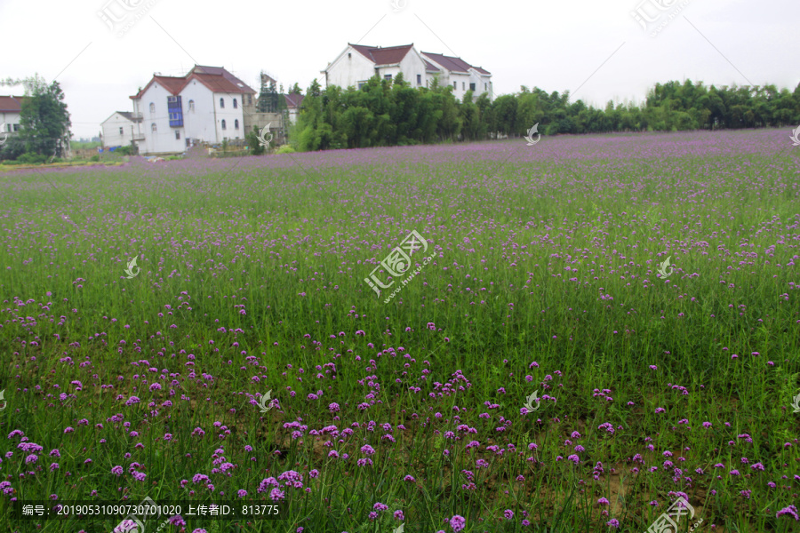 紫色花海家园