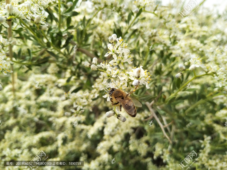 白刺花,蜜蜂