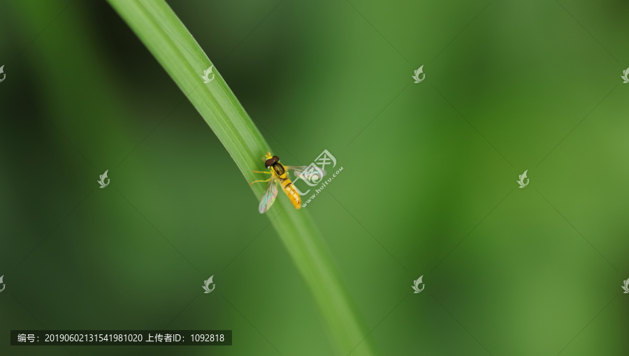 野蜂高清