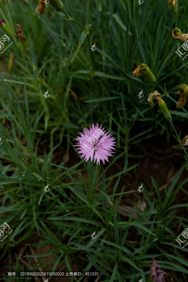 石竹花