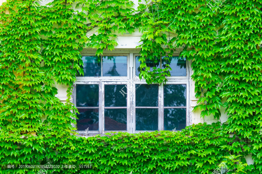 绿叶窗户