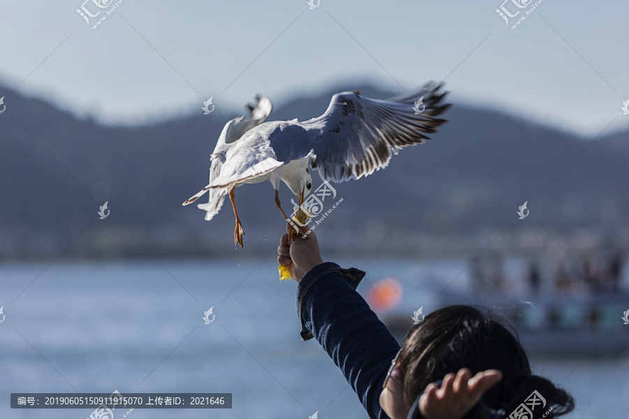 红嘴鸥