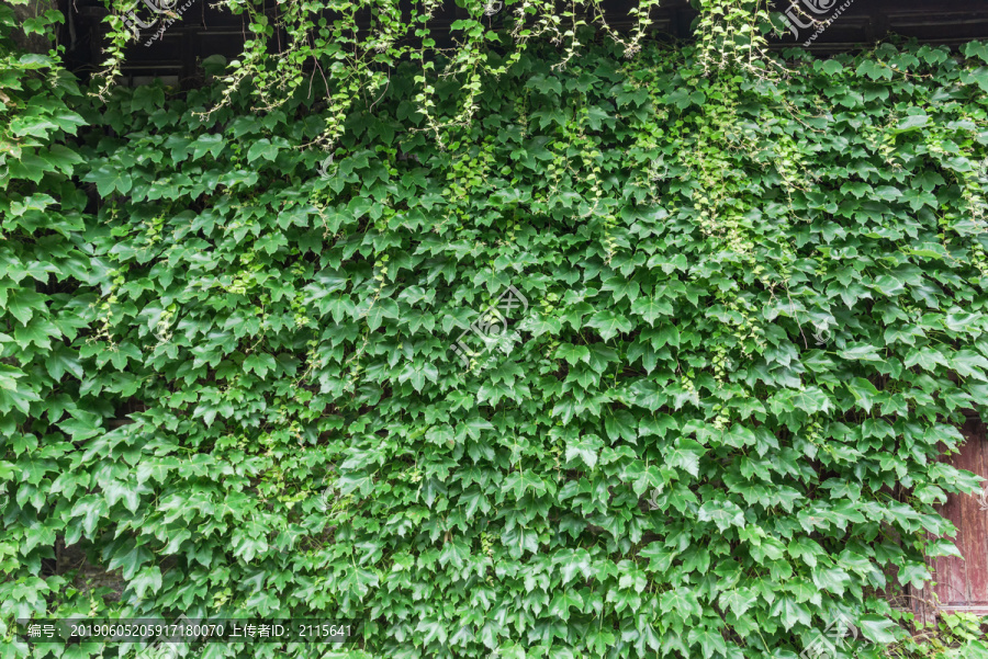 爬山虎植物墙