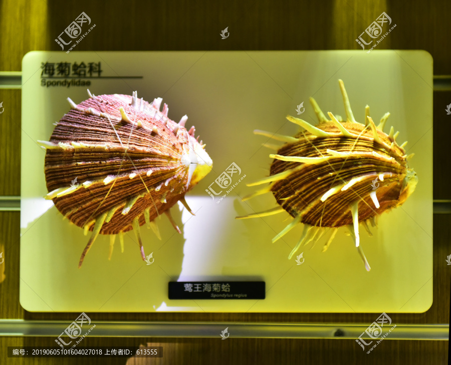 莺王海菊蛤