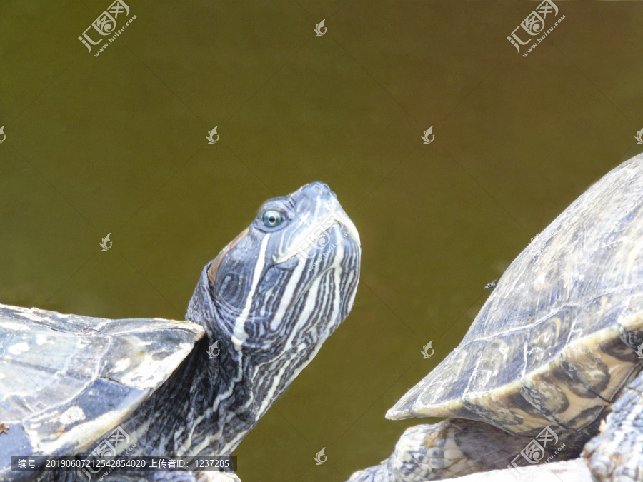 海洋动物乌龟海龟特写素材