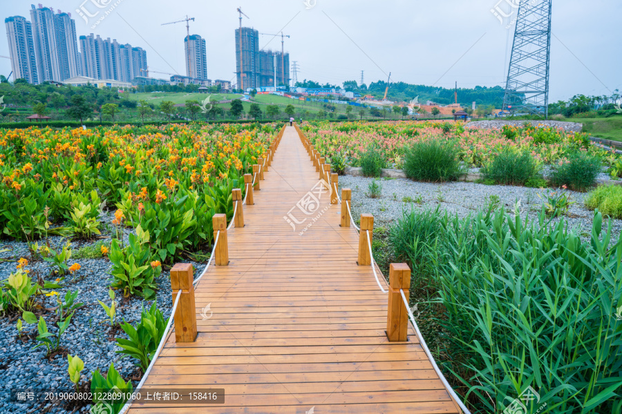 南宁那考河湿地公园美人蕉栈道