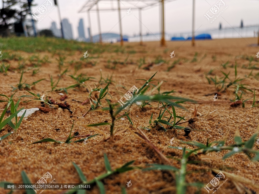 小草