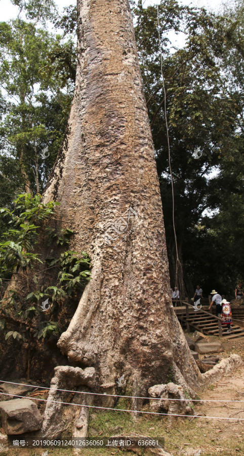 吴哥窟的卡波克树