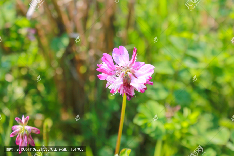 苜蓿花