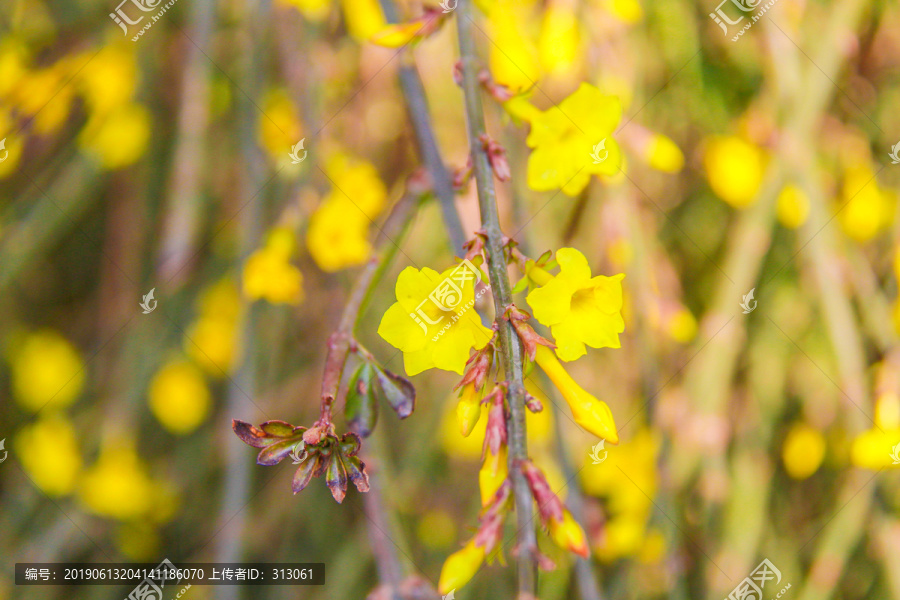 迎春花