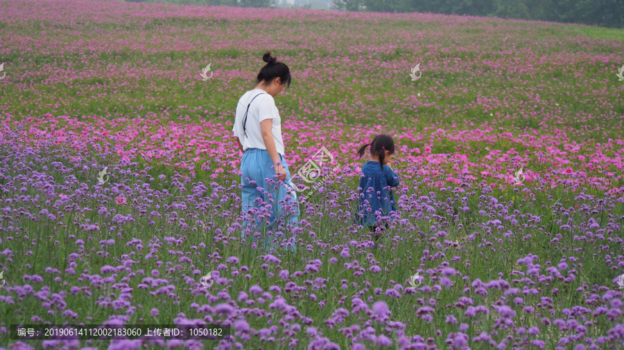 彩色花海