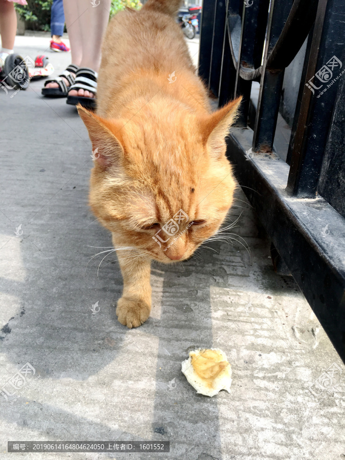 低头吃食的猫咪