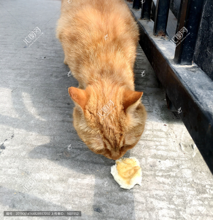 低头吃食的猫咪