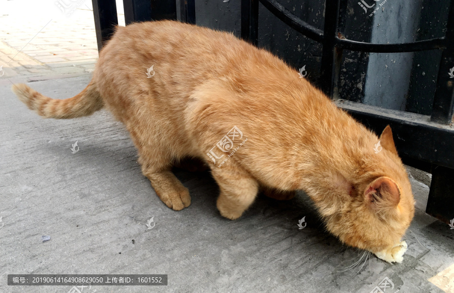 低头吃食的猫咪