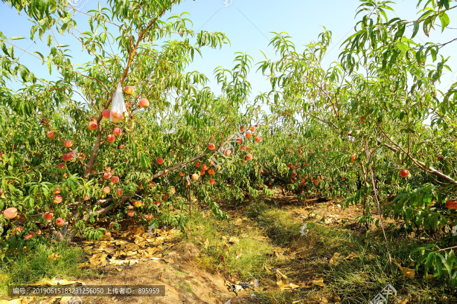 水蜜桃种植基地