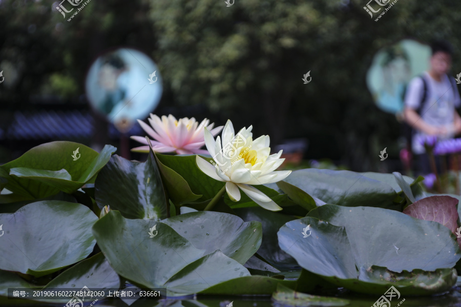 池塘莲花