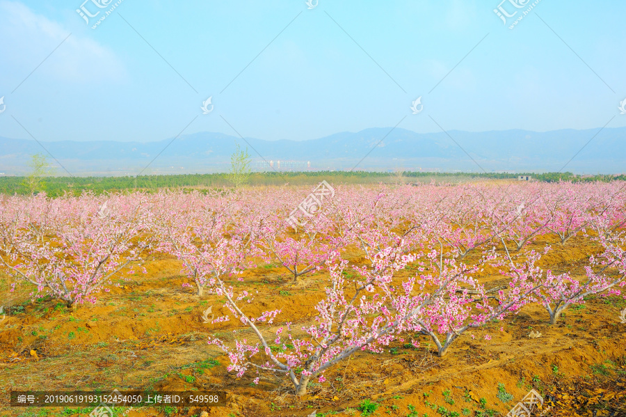 水蜜桃种植基地